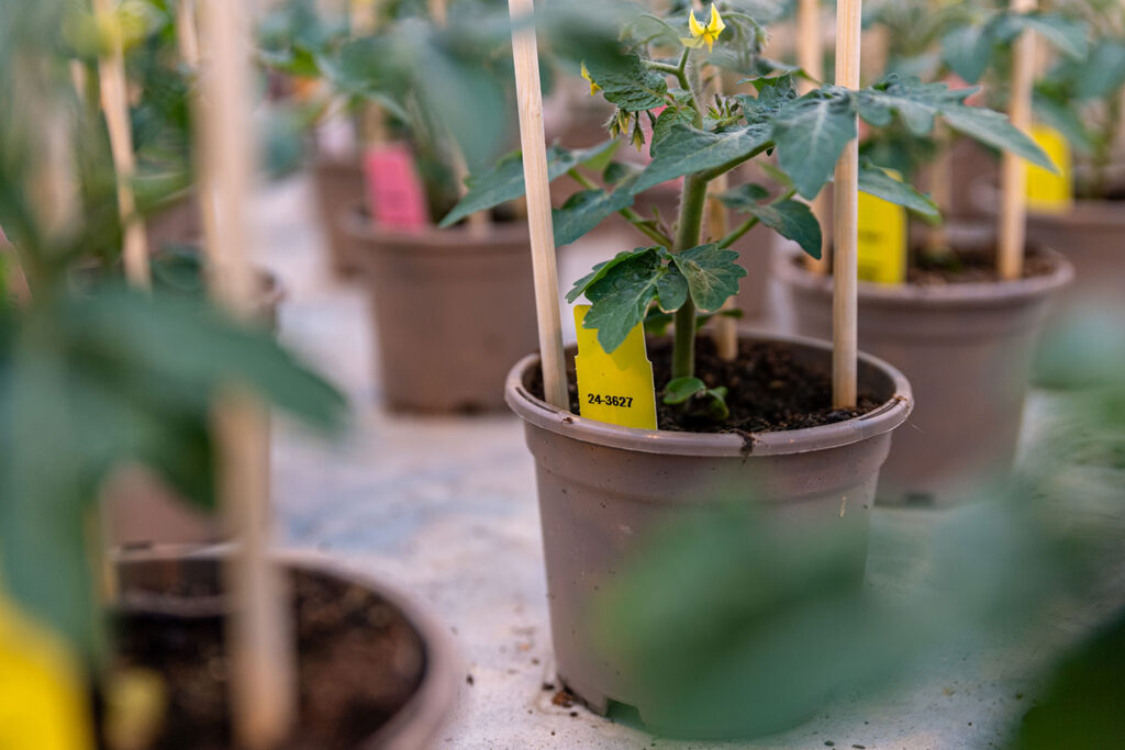 Dwergtomatenras van Vreugdenhil Breeding & Seeds schittert in de 4e Autonomous Greenhouse Challenge.