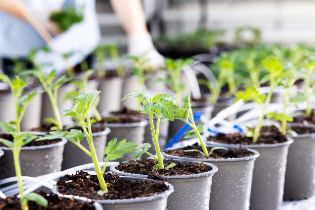 Volg onze dwergtomatenras live bij de Automonous Greenhouse Challenge